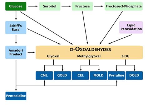 AGE (Advanced Glycation End) Assay Kit (ab238539) 